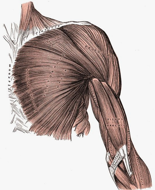 shoulder anatomy front